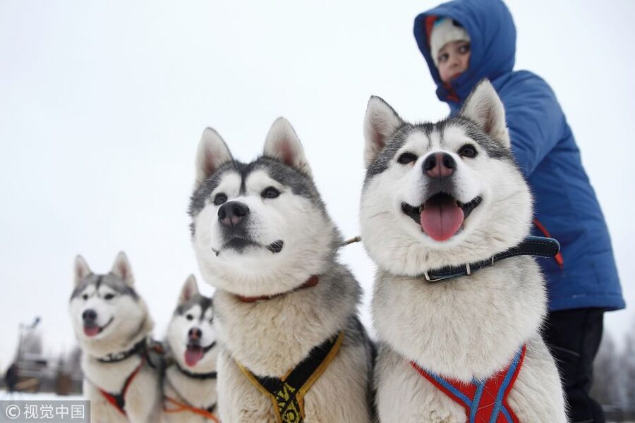 From Rovaniemi: 5km Husky Sleigh Ride - The 5-kilometer sled ride