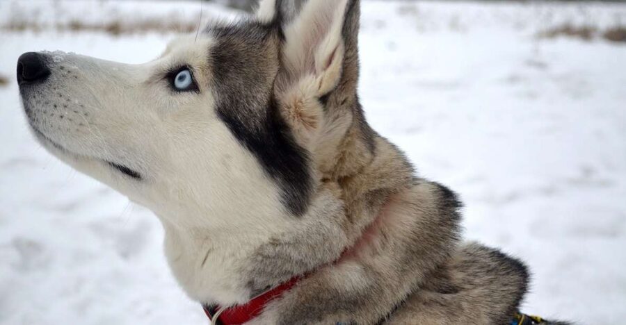 From Rovaniemi: 5km Husky Sleigh Ride - Meeting the Arctic huskies before the ride