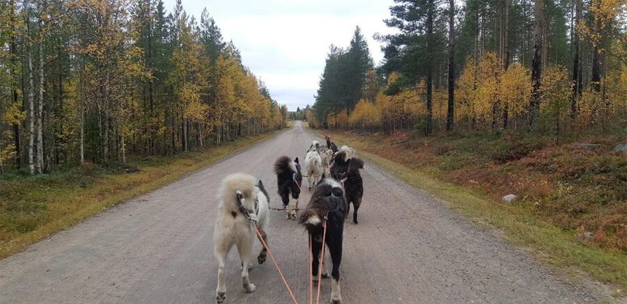 From Rovaniemi: Autumn Husky Safari Adventure - Key points at a glance