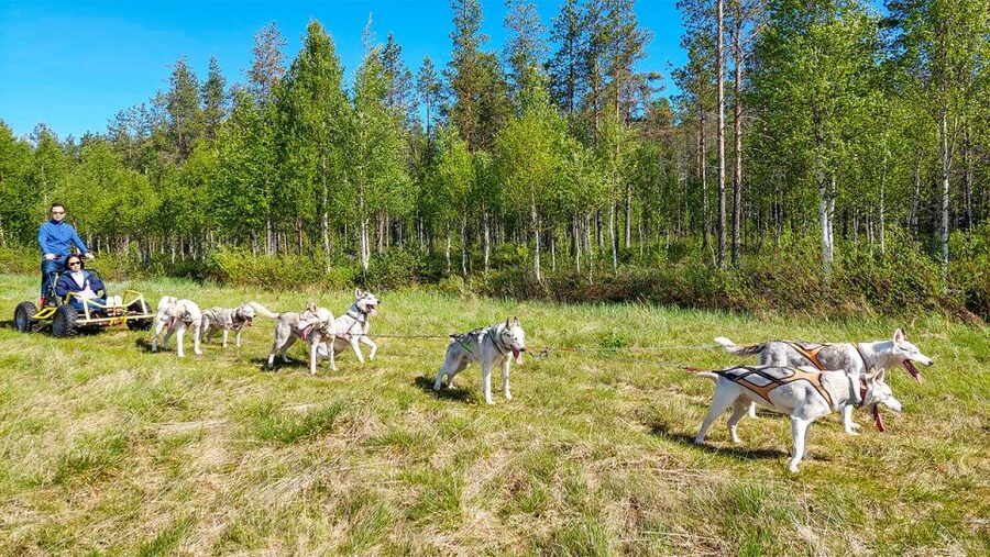 From Rovaniemi: Autumn Husky Safari Adventure - Leaving Rovaniemi for the husky farm