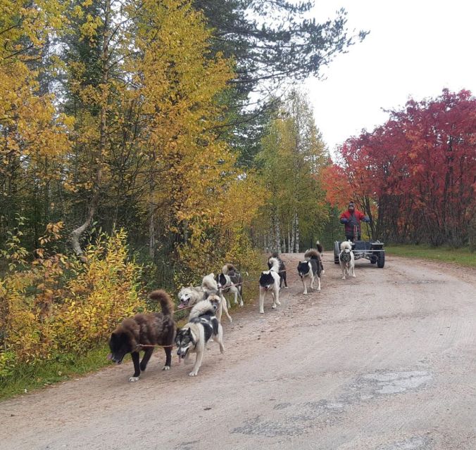 From Rovaniemi: Autumn Husky Safari Adventure - Riding through the autumn forest