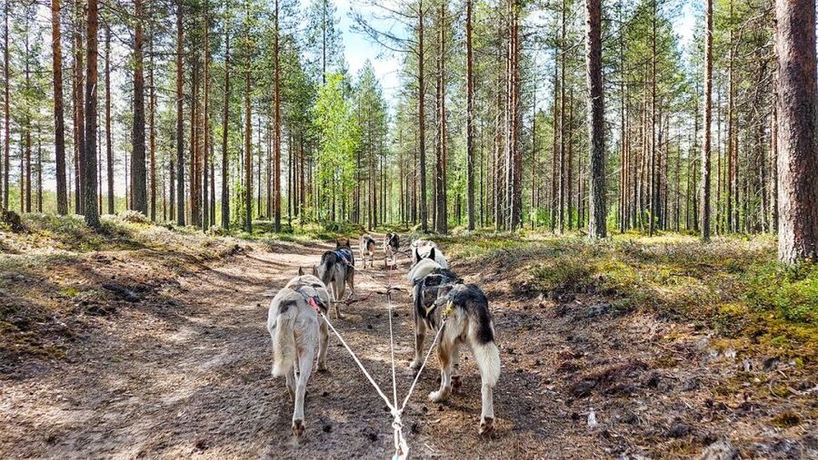 From Rovaniemi: Autumn Husky Safari Adventure - Learning how sled dogs are trained