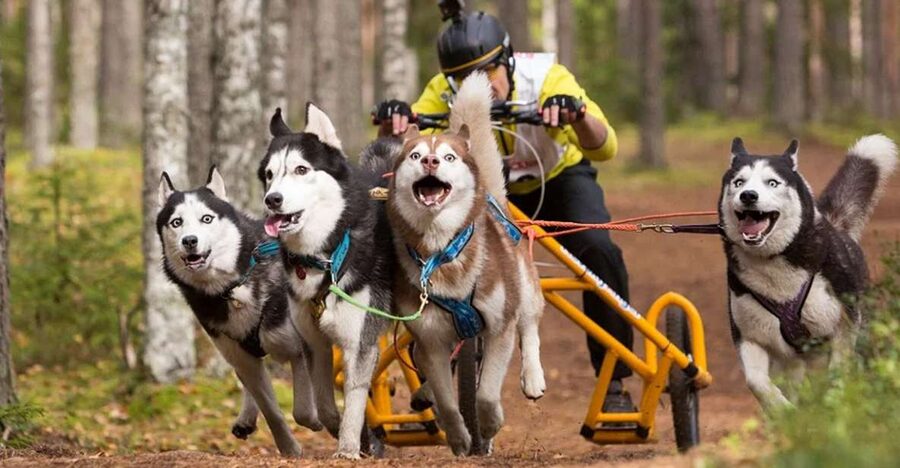 From Rovaniemi: Autumn Husky Safari Adventure - Is $237 a fair price?
