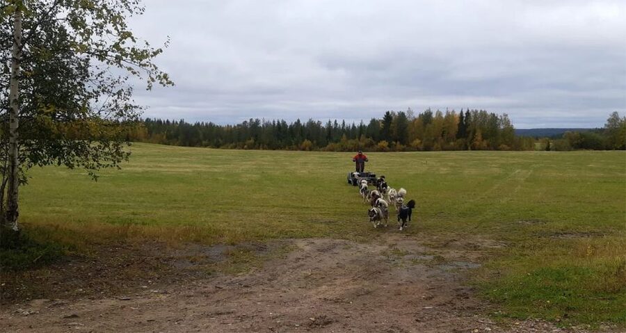 From Rovaniemi: Autumn Husky Safari Adventure - Weather, animal welfare, and seasonal limits