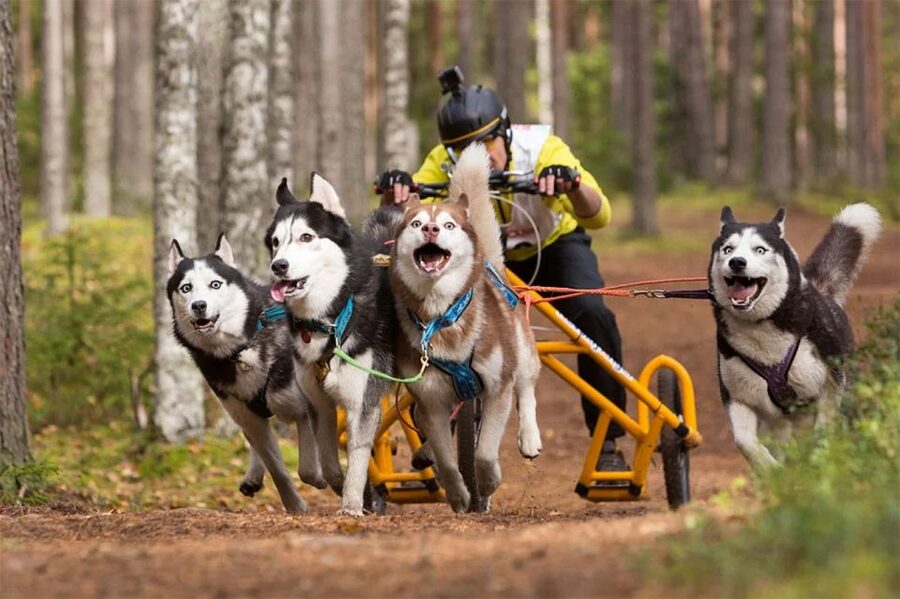 From Rovaniemi: Autumn Husky Safari Adventure - Who will enjoy this outing most?