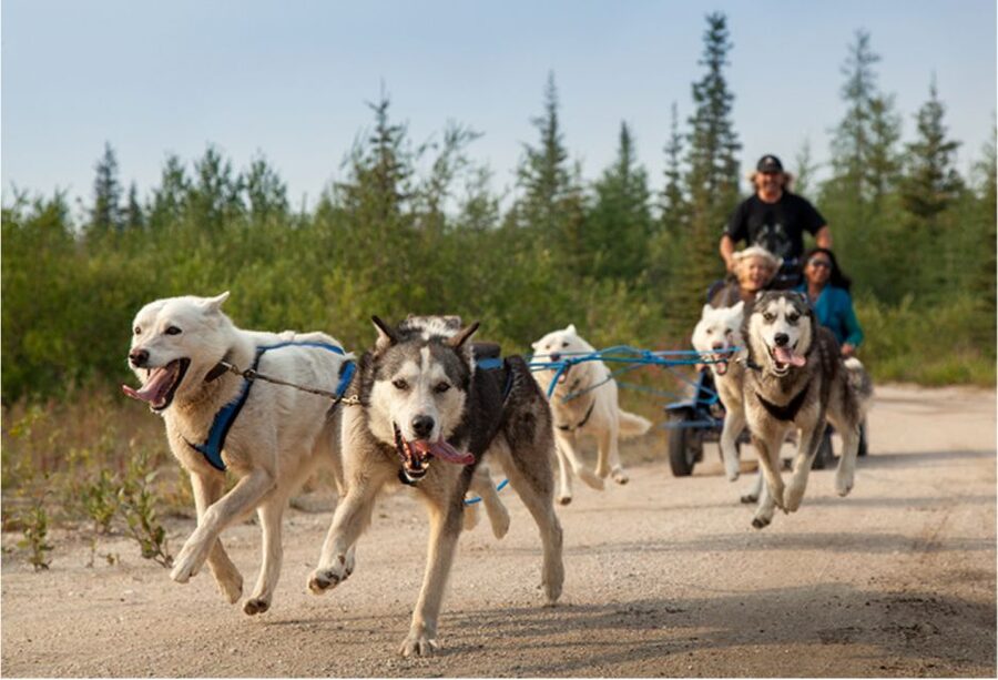 From Rovaniemi: Autumn Husky Safari Adventure - Meeting the huskies before the ride