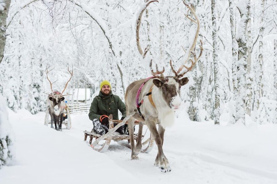 From Rovaniemi: Husky and Reindeer farm with sled ride - Key points to know before booking