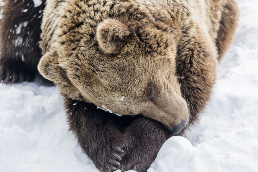 From Rovaniemi: Ranua Wildlife Park Experience - Key points at a glance