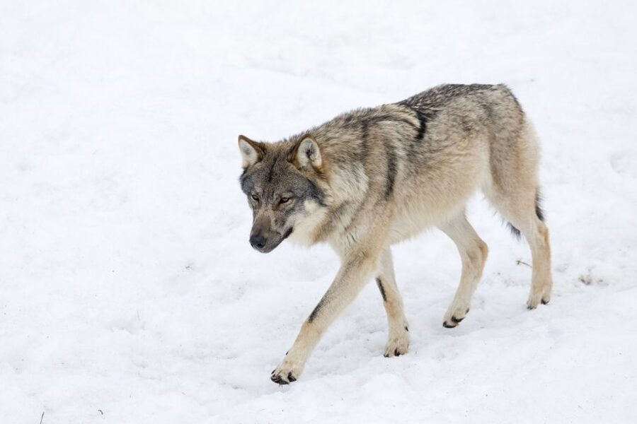 From Rovaniemi: Ranua Wildlife Park Experience - The 80-kilometer ride from Rovaniemi