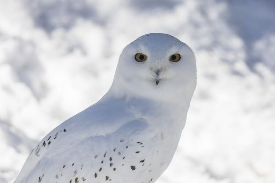 From Rovaniemi: Ranua Wildlife Park Experience - The animals you are most likely to remember