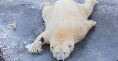 Ranua Wildlife Park Experience