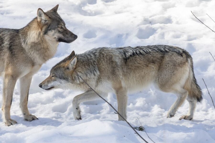 From Rovaniemi: Ranua Wildlife Park Experience - A buffet lunch with one important booking detail