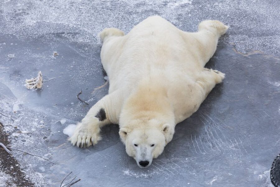 From Rovaniemi: Ranua Wildlife Park Experience - Free time for chocolate, wine, and small gifts