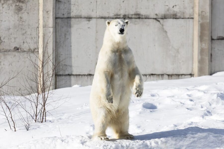From Rovaniemi: Ranua Wildlife Park Experience - Why the family setup matters