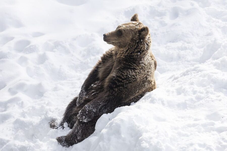 From Rovaniemi: Ranua Wildlife Park Experience - Cold-weather planning for the 2.5-kilometer route