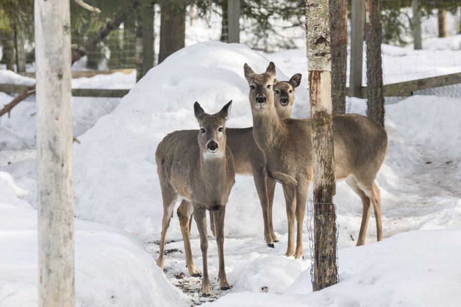 From Rovaniemi: Ranua Wildlife Park Experience - Who should book this experience?