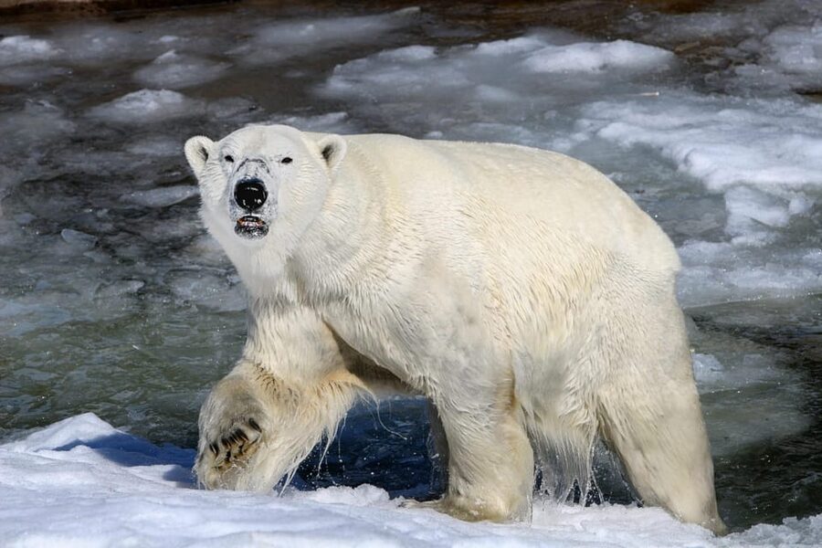 From Rovaniemi: Tour to Ranua Wildlife Park - The Arctic animals waiting at Ranua