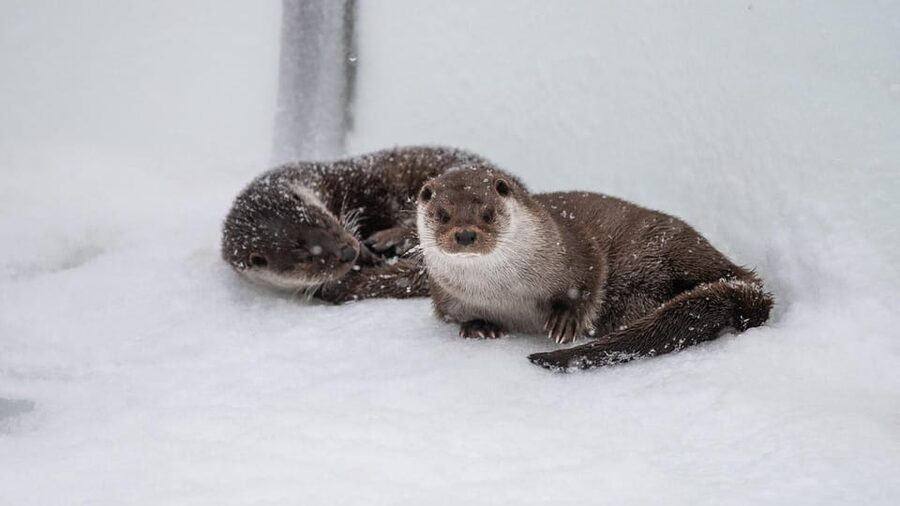 From Rovaniemi: Tour to Ranua Wildlife Park - The minibus ride from Rovaniemi