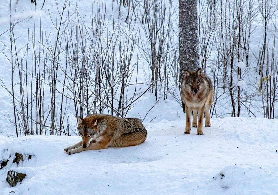 From Rovaniemi: Tour to Ranua Wildlife Park - What you might see along the route