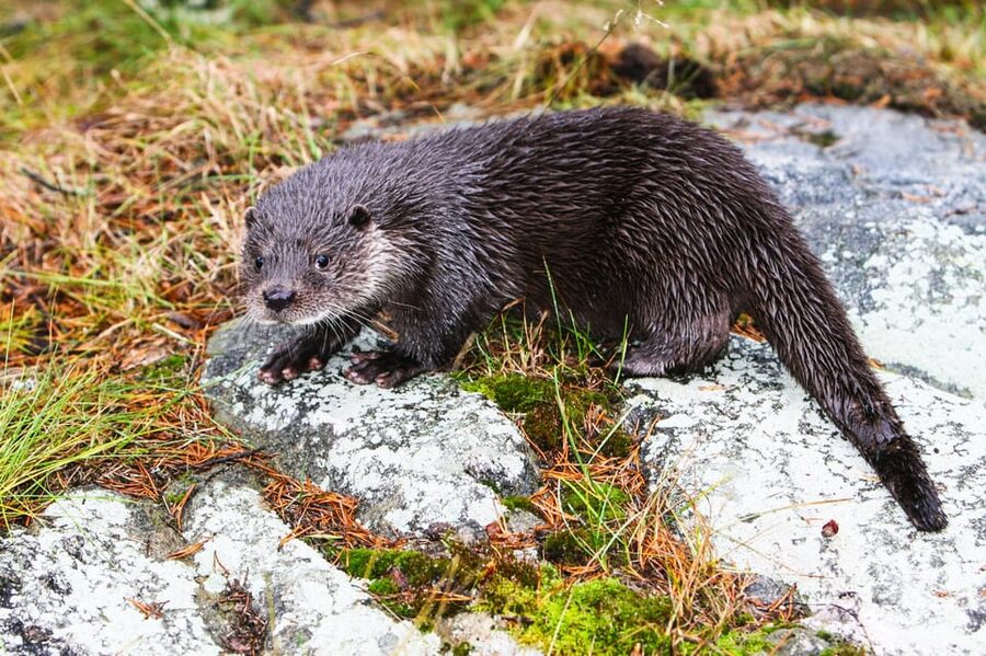 From Rovaniemi: Tour to Ranua Wildlife Park - Should you book it?