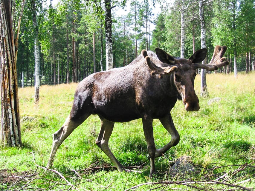 From Rovaniemi: Tour to Ranua Wildlife Park - Walking through the snowy forest