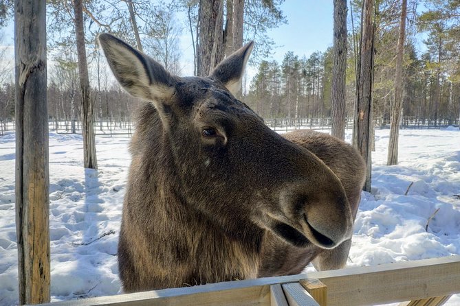 Full Day Lapland Tour, including Lunch and Dinner - A warm buffet after the forest walk