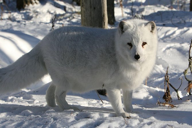 Full Day Lapland Tour, including Lunch and Dinner - Should you book this tour?