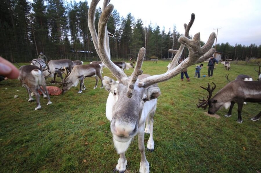 Full day: Reindeer Farm, Santa Claus Village & Husky Park - Meeting the Siberian huskies