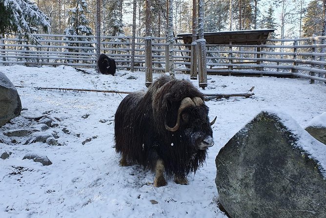 Guided Ranua Wildlife Park tour with Lunch, Small group adventure - Why Ranua makes a good Arctic day trip