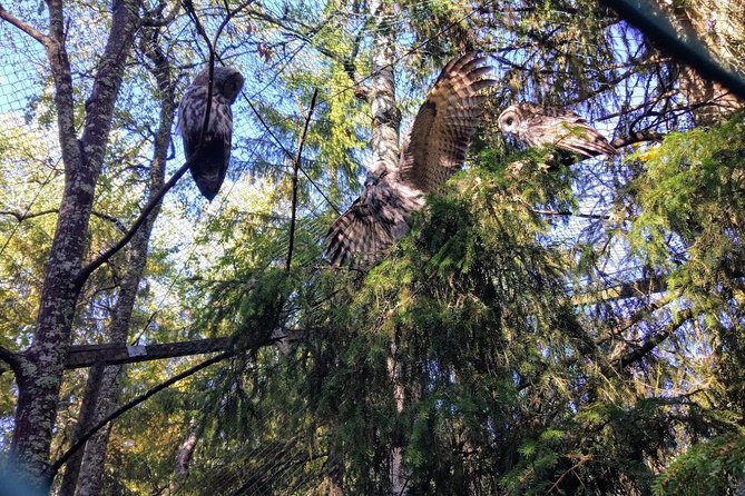 Guided Ranua Wildlife Park tour with Lunch, Small group adventure - Buffet lunch and refreshments