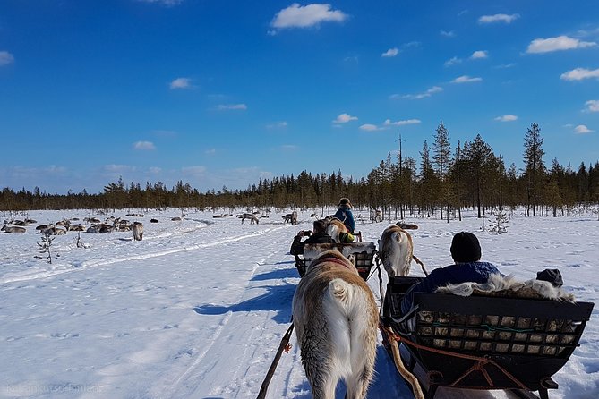 Guided reindeer farm visit and one hour sledge safari - Is $156.03 a fair price?