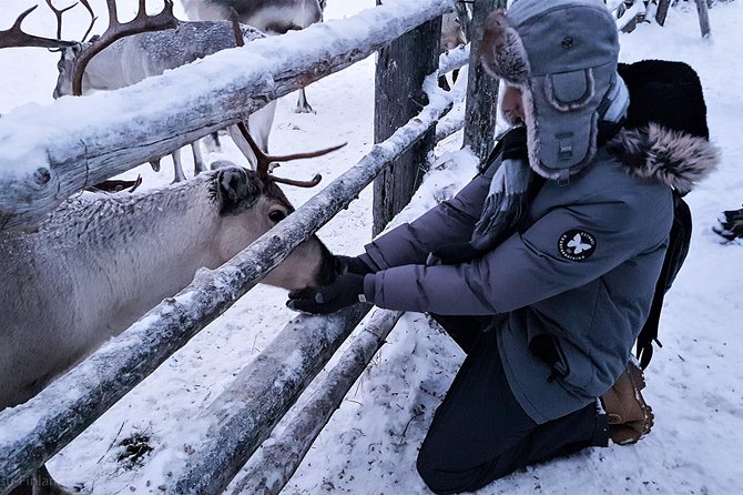 Guided reindeer farm visit and one hour sledge safari - Booking, weather, and cancellation details