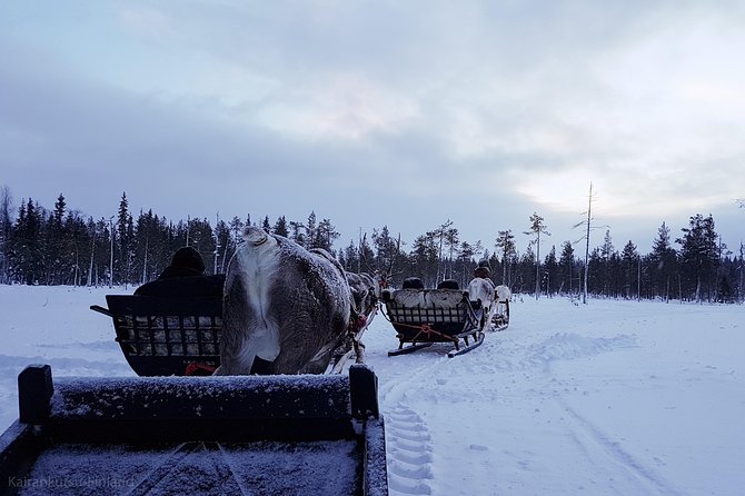 Guided reindeer farm visit and one hour sledge safari - Reading the Pyhä-Luosto setting