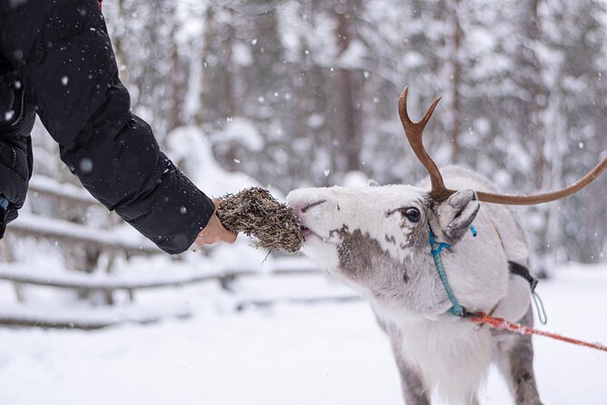 Half-Day Experience in Local reindeer farm in Lapland - From Rovaniemi to a Family Reindeer Farm