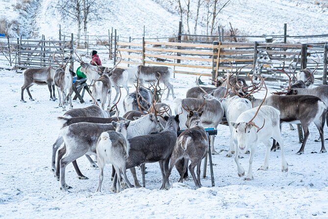 Half-Day Experience in Local reindeer farm in Lapland - How the Guides Shape the Morning