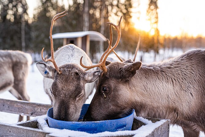 Half-Day Experience in Local reindeer farm in Lapland - Is $205.15 Good Value?