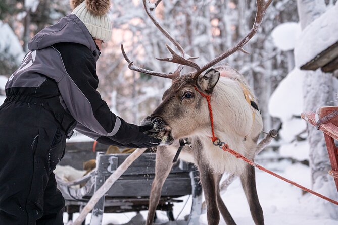 Half-Day Experience in Local reindeer farm in Lapland - Who Will Enjoy This Farm Visit Most?