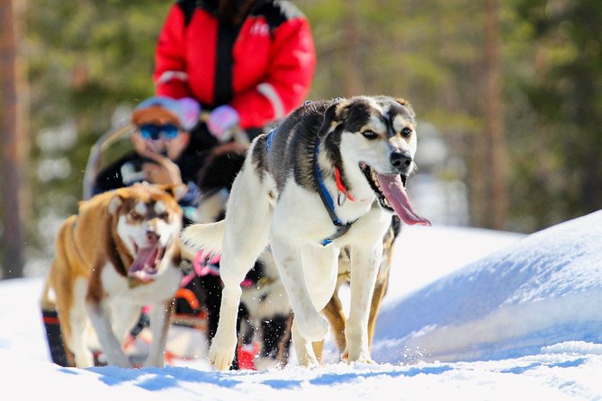 Half-Day Husky Safari and Salmon Ice Fishing Experience - Key points before you book