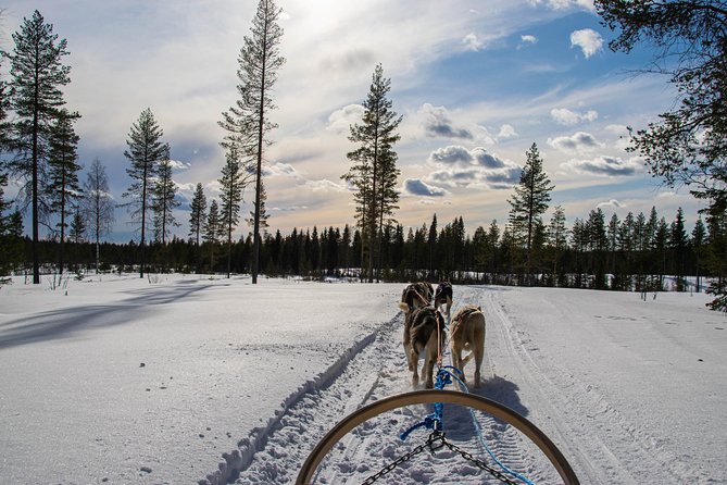 Half-Day Husky Safari and Salmon Ice Fishing Experience - The guide and the small-group advantage