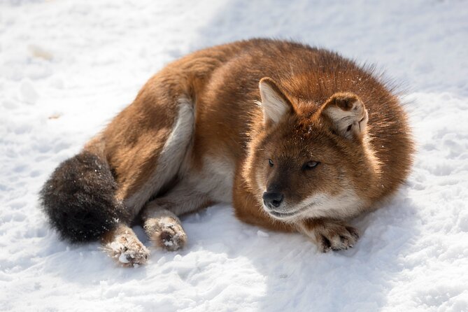 Half-Day Trip to Ranua Wildlife Park from Rovaniemi - Why Ranua makes a good half-day from Rovaniemi