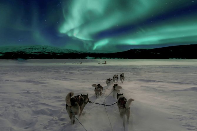 Hunting Northern Lights with Husky - A dark-country ride from Santa Claus Holiday Village