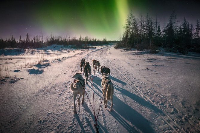 Hunting Northern Lights with Husky - Hunting for the Northern Lights