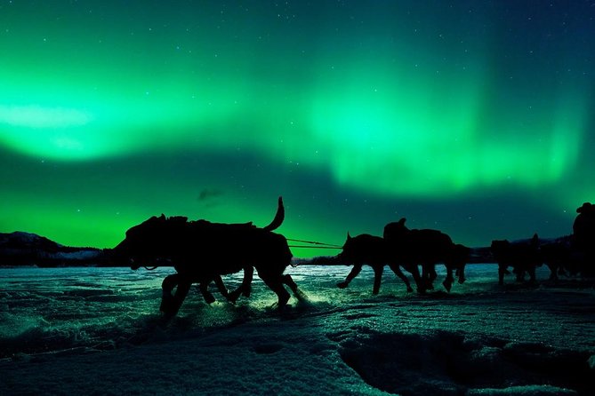 Hunting Northern Lights with Husky - Price, group size, and the question of value
