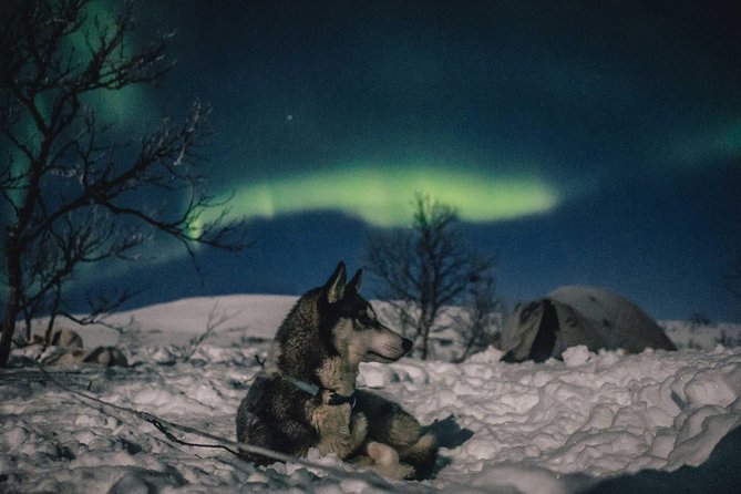 Hunting Northern Lights with Husky - Who should book this Rovaniemi outing?