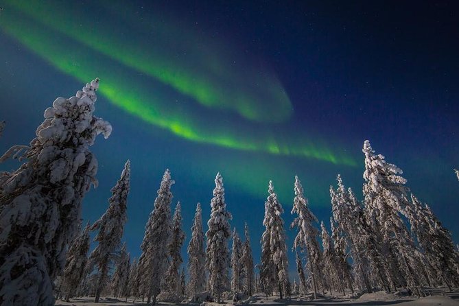 Hunting Northern Lights with Husky - Meeting the working huskies