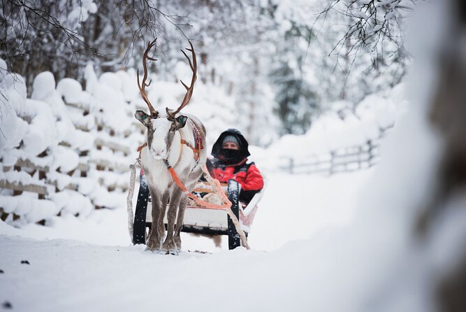 Husky and Reindeer Experience - A quick Lapland sampler from Rovaniemi