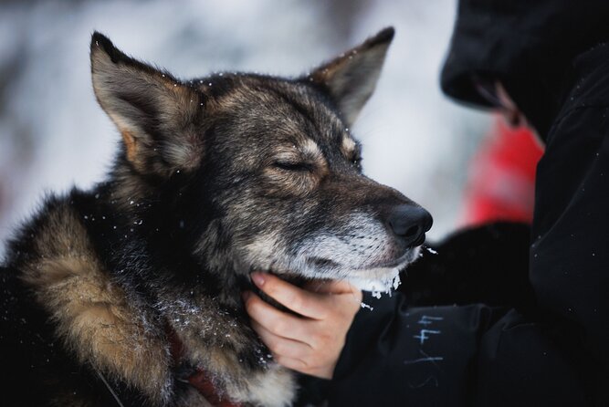 Husky and Reindeer Experience - Who should book this experience?