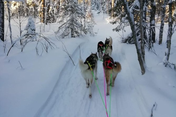 Husky safari - Key points at a glance