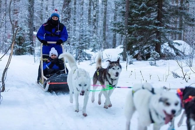 Husky safari - Meeting the huskies in Keminmaa