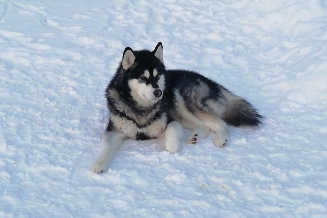 Husky safari - A kart option when snow is missing